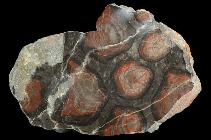 4.1" Polished Stromatolite (Inzeria) Section - 800 Million Years